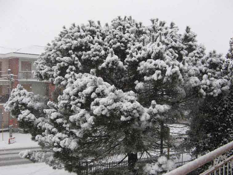 24 Febbraio 2013-Nevica a San Francesco