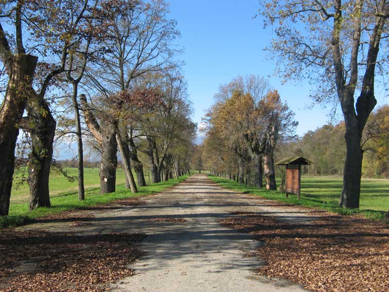 16 novembre 2013 Parco La Mandria-Viale dei Roveri