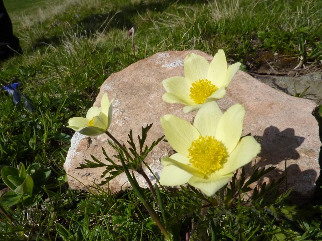 pulsatilla alpina apiifolia 986.JPG