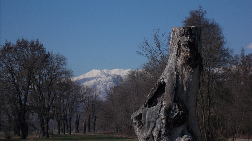 6 marzo 2016 Parco La Mandria-Scorcio verso le Alpi e il monte Civrari