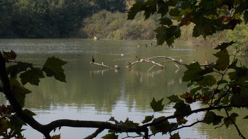 2 ottobre 2016 Parco La Mandria-Scorcio sul lago Cristoforo