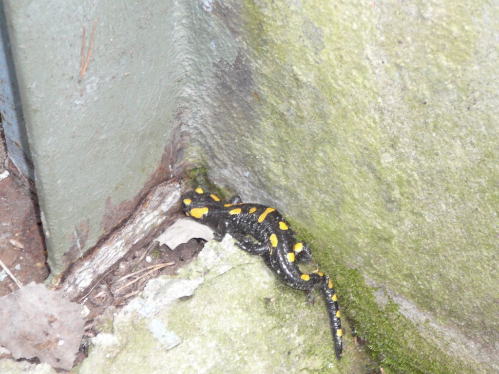Salamandra.JPG